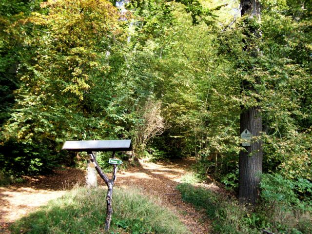 Mit dem Revierförster durch den Stadtwald