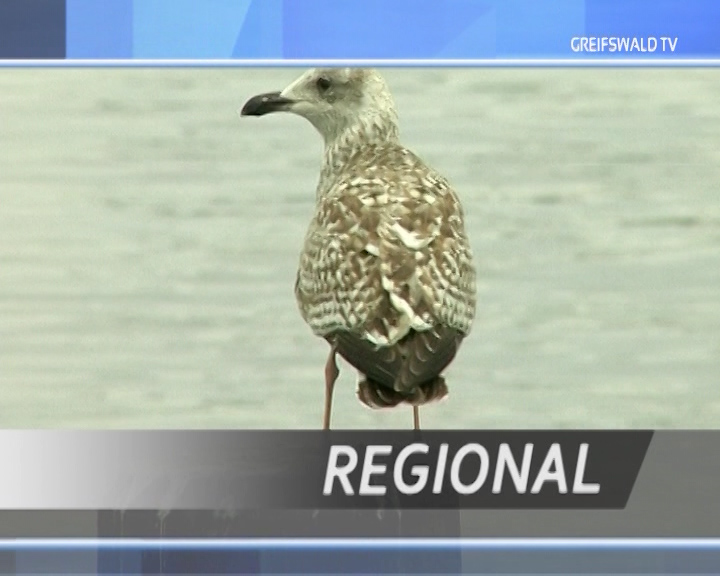 Regional Regional