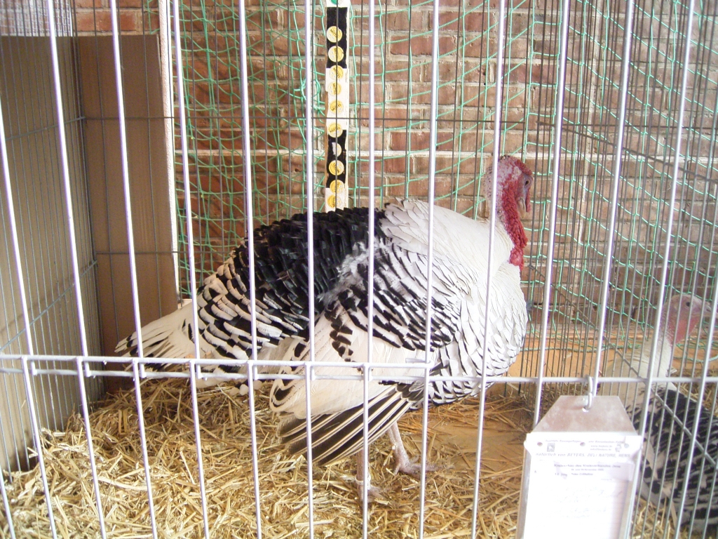 Geflügelgrippe: Thüringen lockert Stallpflicht 