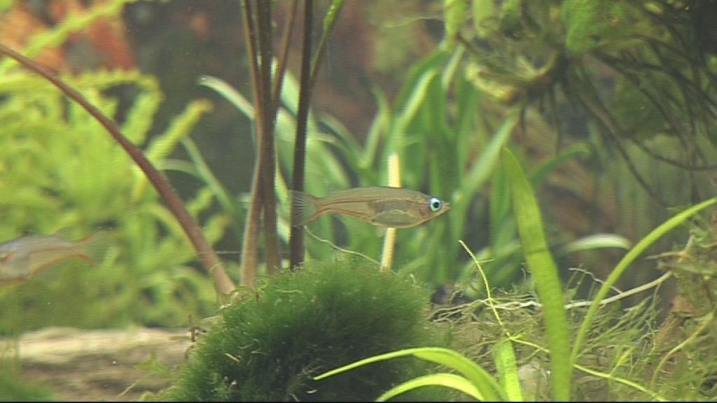 Zierfisch- und Wasserpflanzenbörse bei OBI