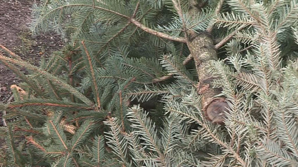 Kommunalservice holt Weihnachtsbäume ab