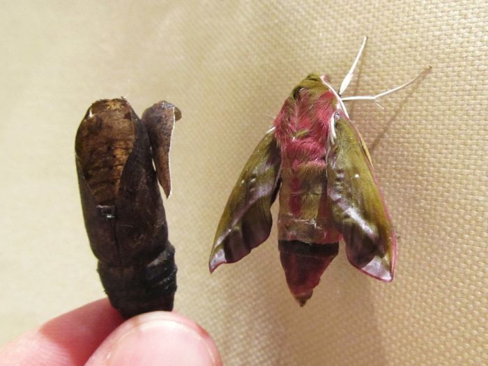 Weinschwärmer-Schmetterling geschlüpft