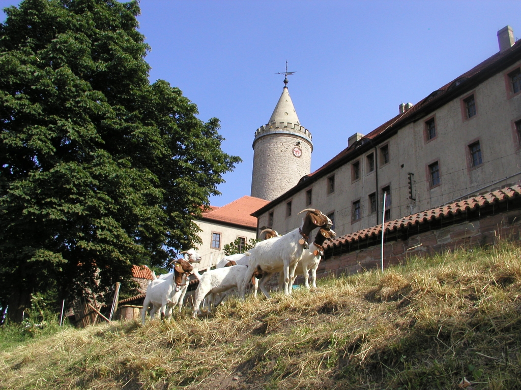 Mehr Besucher auf der Leuchtenburg