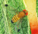   Blattduftstoff lockt asiatische Kirschessigfliegen an