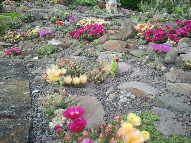 Kakteen- und Sukkulentenschau im Botanischen Garten Gera