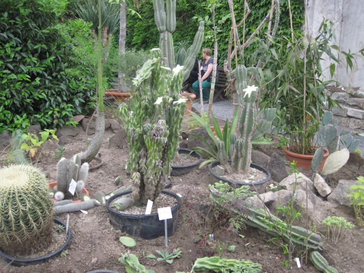 Zerstörung im Botanischen Garten  