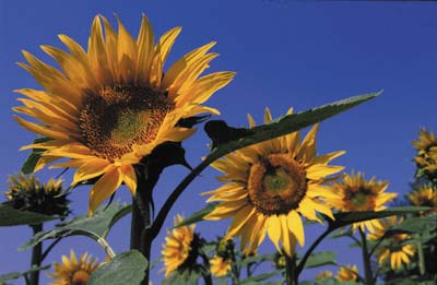 Saale-Holzland-Kreis lobt Umweltpreis aus 