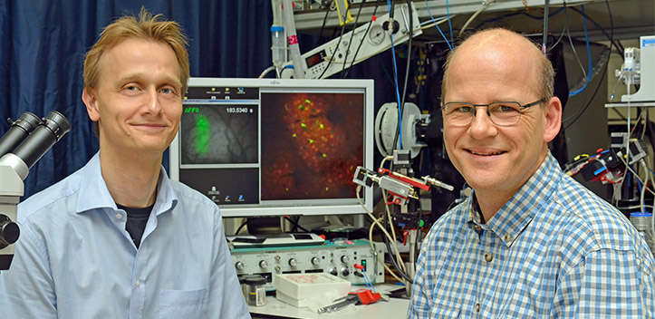 Neue Erkenntnisse zum Botenstoff GABA