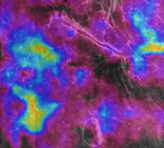 Neue Forschungsergebnisse zu Mikroorganismen   