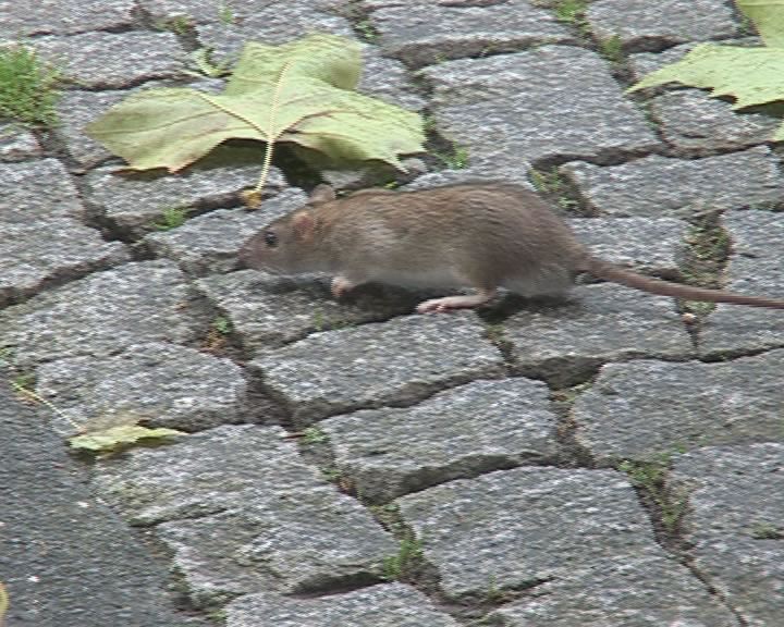 Maßnahmen gegen Rattenplage in Gera