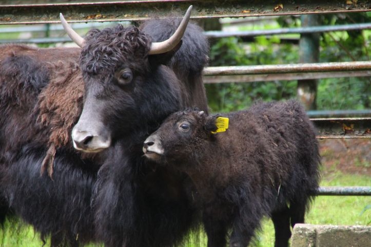 Bauarbeiten im Geraer Tierpark