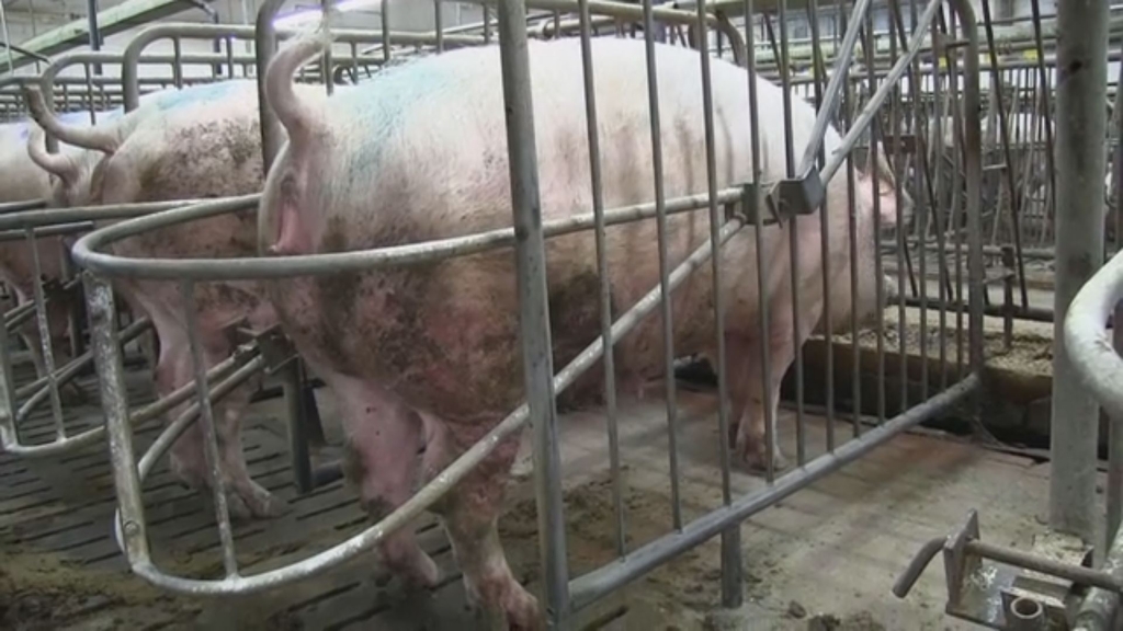 Kripo ermittelt wegen Verstoßes gegen das Tierschutzgesetz