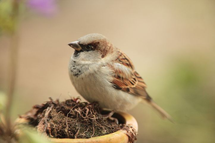 „Stunde der Gartenvögel“ vom 13. bis 15. Mai 
