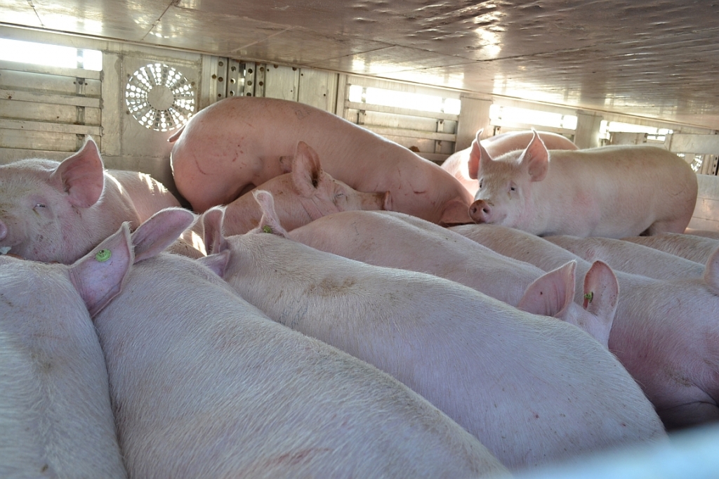 Überladenen Schweinetransporter gestoppt