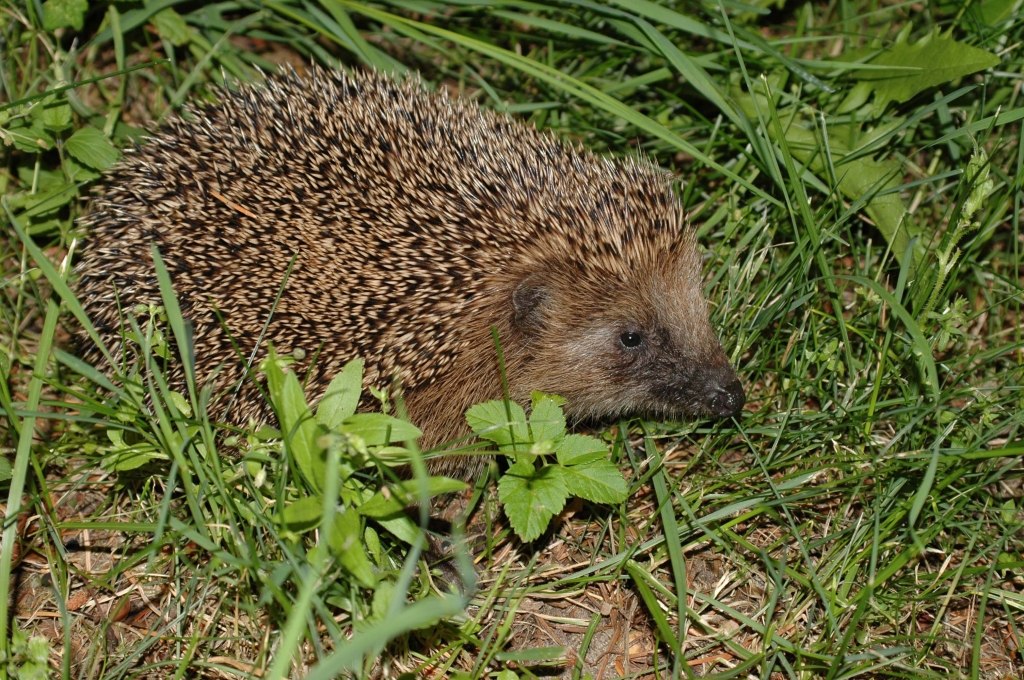 22. Thüringer Tierschutzpreis ausgelobt