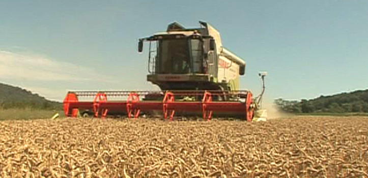 Überdurchschnittlich gute Ernte in Thüringen