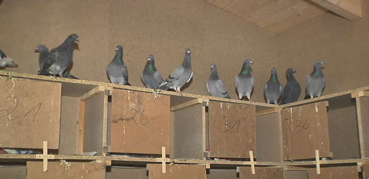 Weitere Häuser für Stadttauben geplant
