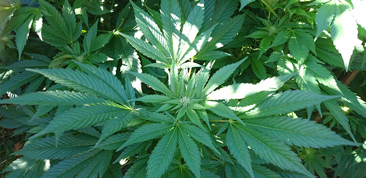 Erneut Hanfplantage in Bobeck entdeckt