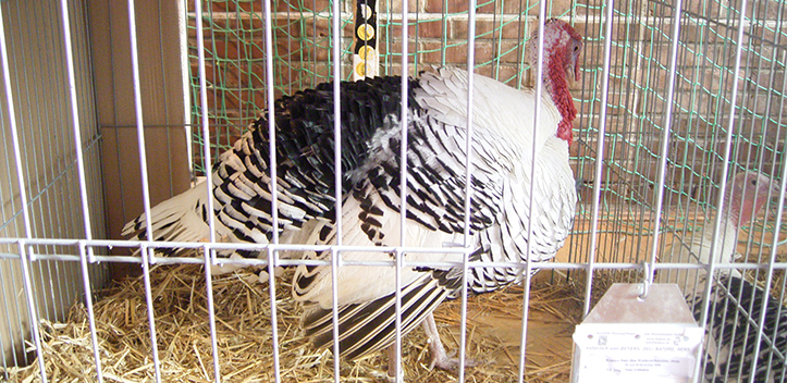 Stallpflicht für Geflügel erlassen