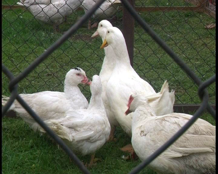 Geflügelpestgefahr: Aufstallungspflicht für Geflügel