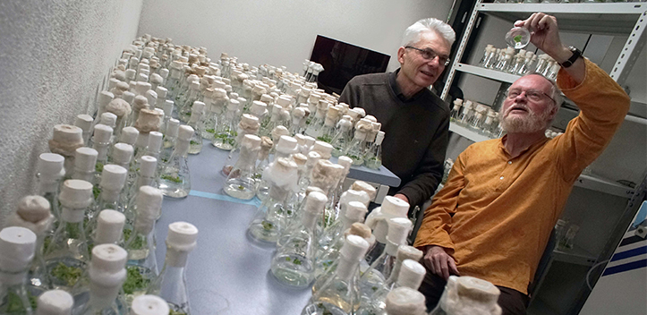 FSU-Wissenschaftler erforschen Potenzial von Wasserlinsen