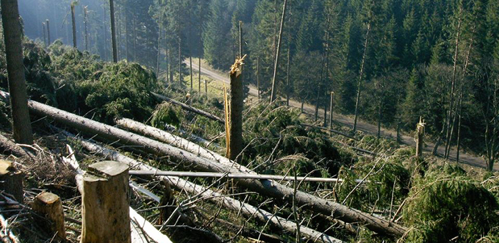 Sturmtief Egon hat Thüringer Wälder weitestgehend verschont