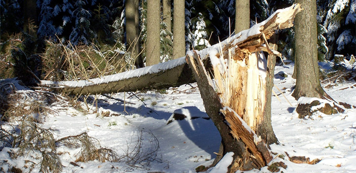 Überschaubare Sturmschäden in Thüringer Wäldern