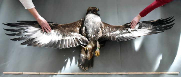 Steinadler wird im Phyletischen Museum präpariert