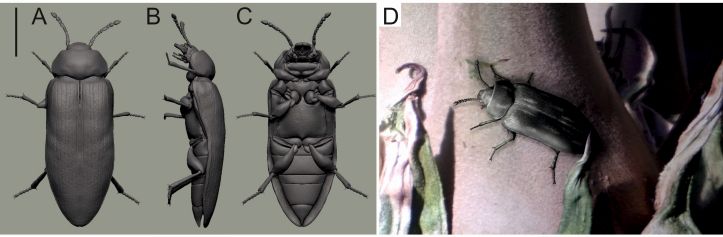 300 Millionen Jahre alten Käfer rekonstruiert