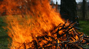 Verbrennen von Baum- und Strauchschnitt   