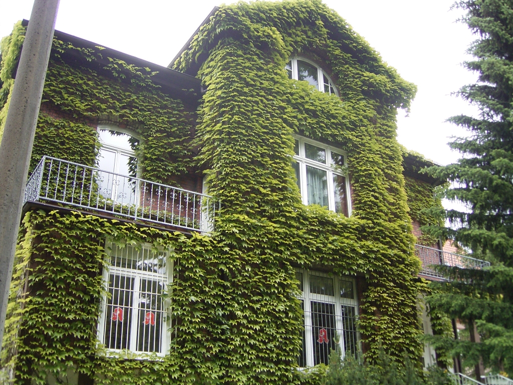 Jenaer Grünfassadenpreis wieder ausgeschrieben