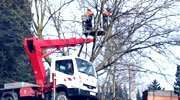 Keine Pause bei kommunaler Baumpflege 