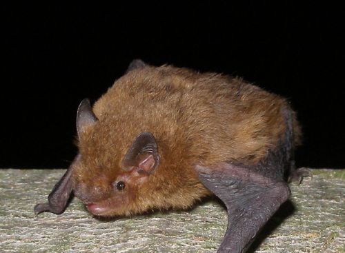 18. Jenaer Fledermausnacht am 2. September  