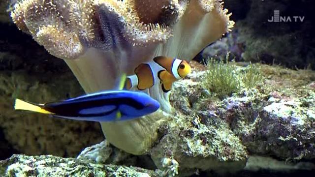 Meeresaquarium Zella Mehlis 