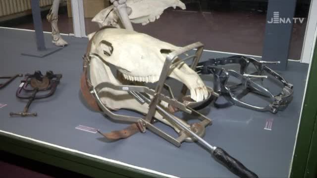 Tierische Arzneikunst beleuchtet: Im Phyletischen Museum geht es um 200 Jahre Tiermedizin in Jena