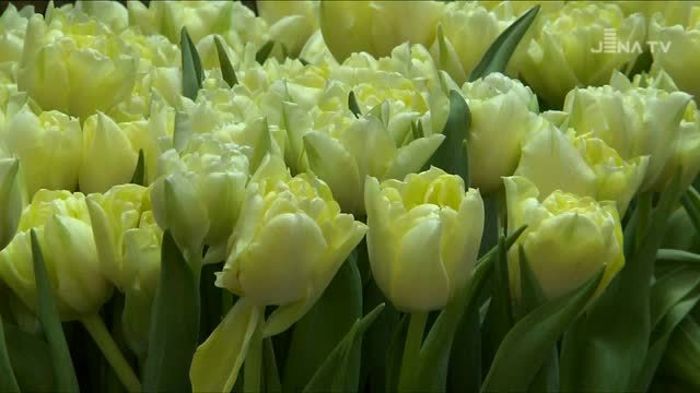 JenaJournal vom 07.02.2017