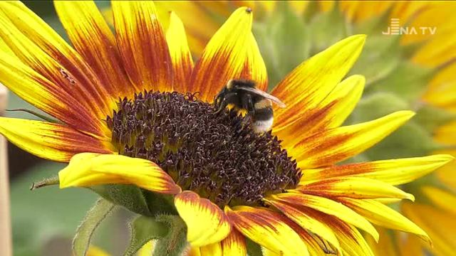 Landesgartenschau Apolda 2017 Sommer