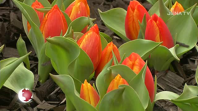 Es grünt so grün: Der Frühling ist wieder in das Einkaufszentrum eingezogen 