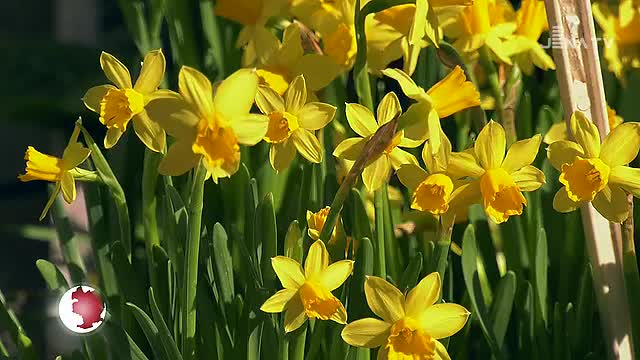 Frühlingspracht: Die sommerlichen Temperaturen ließen die Natur regelrecht explodieren