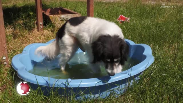 Offene Türen im Tierheim: Für August plant der Trägerverein wieder Führungen 