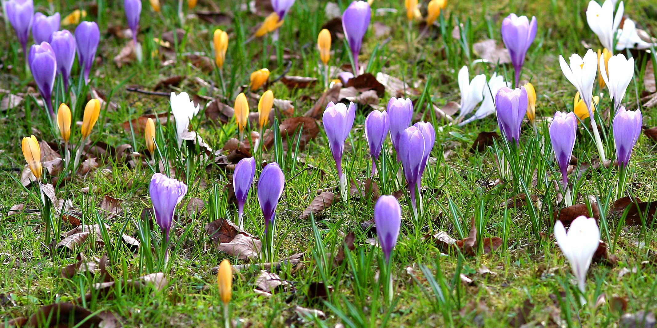 Pflanzaktion in Winzerla Pflanzaktion in Winzerla