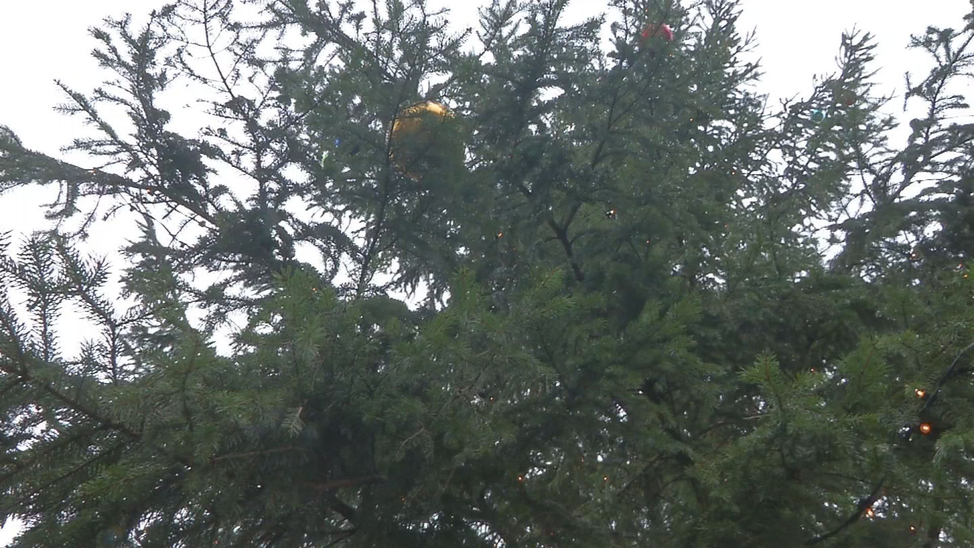 Jenaer Weihnachtsbaum wird abgebaut