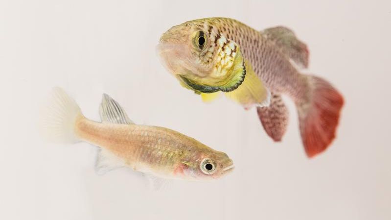 Todesursache Krebs oder Herzversagen