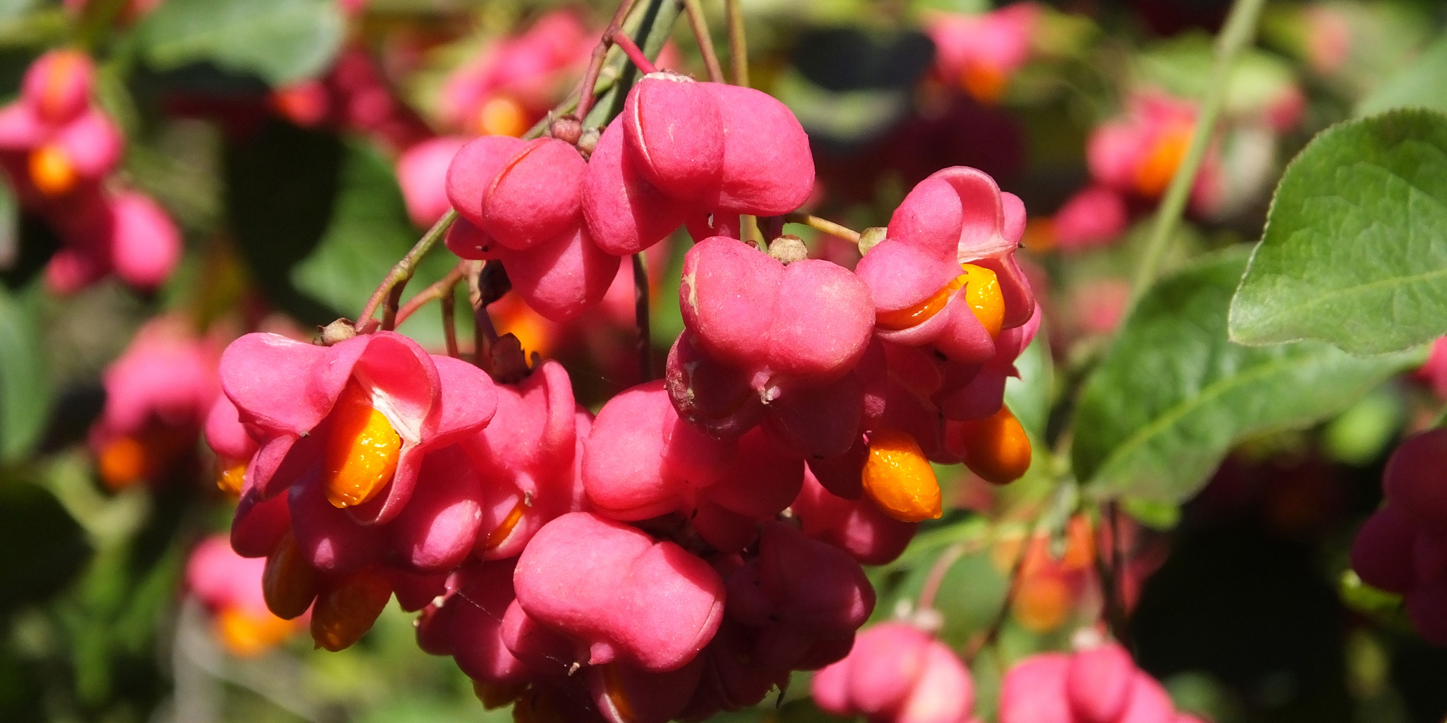 Vortrag „Giftige Gehölze“ von Diplomchemiker Klaus Schultheiß