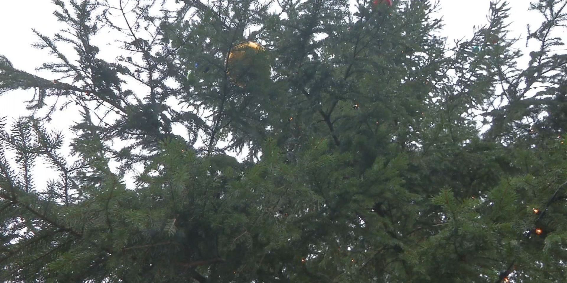 Jenaer Weihnachtsbaum wird abgebaut