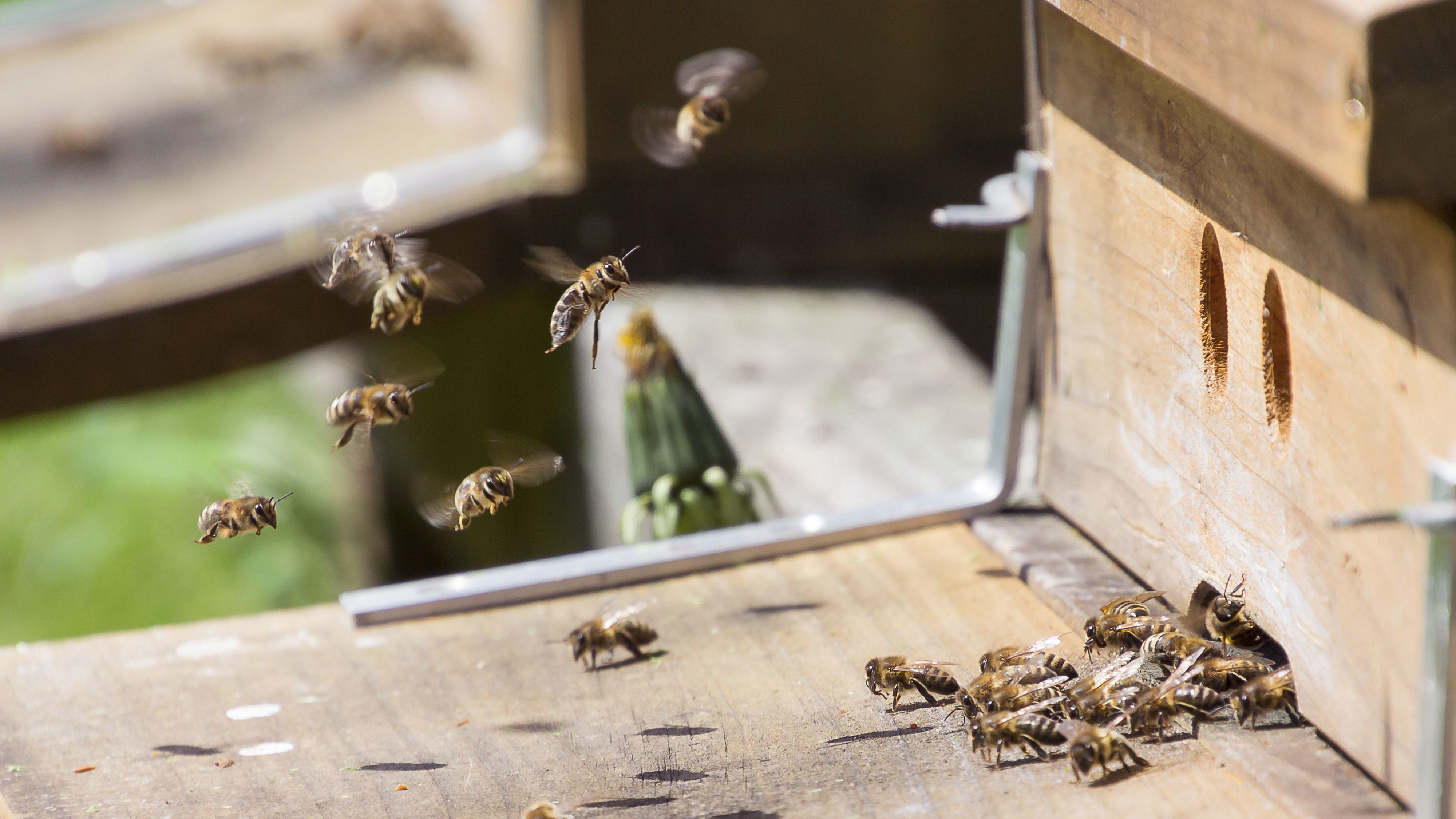 Bienenretter 2018 gesucht