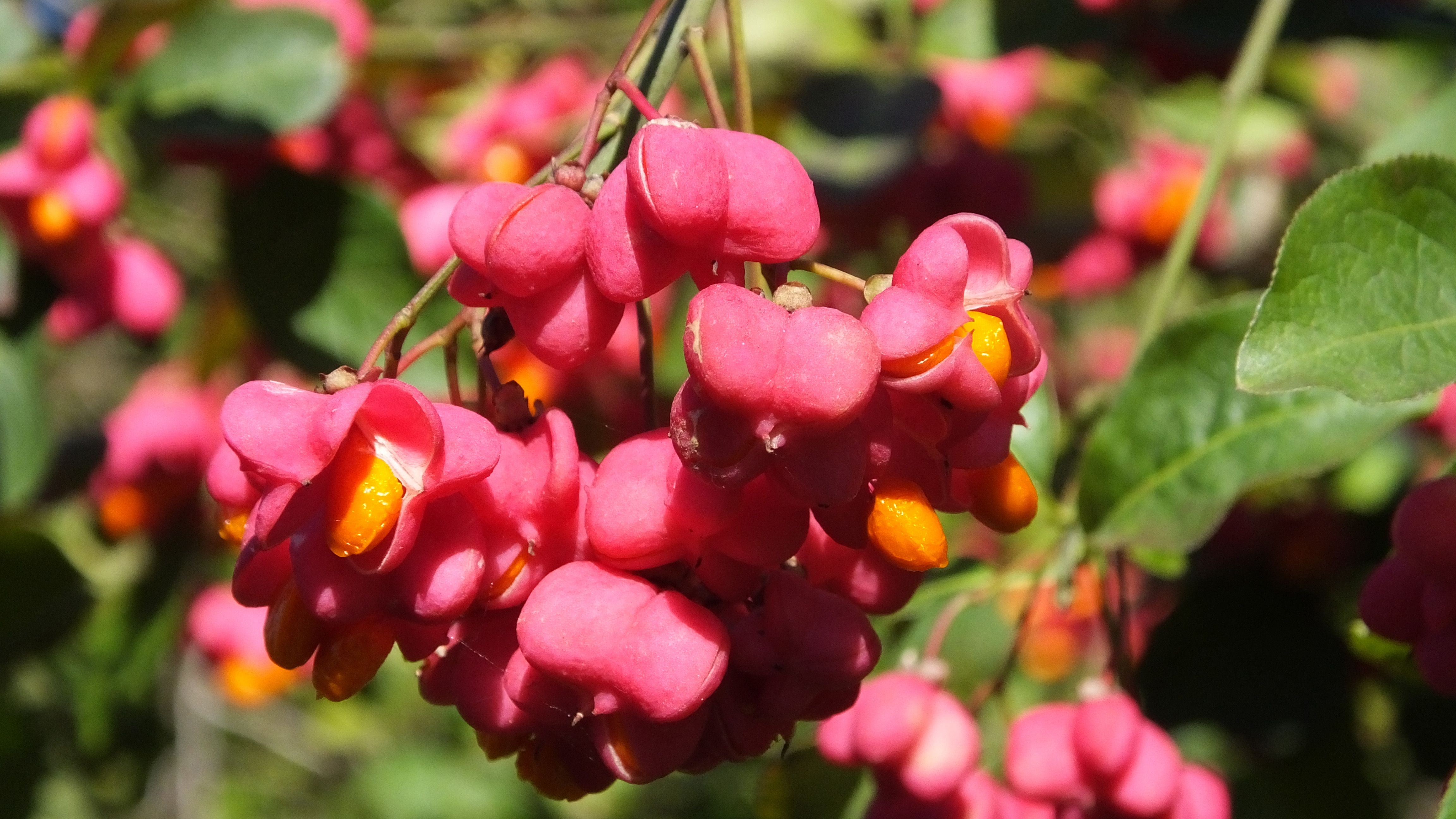 Vortrag „Giftige Gehölze“ von Diplomchemiker Klaus Schultheiß