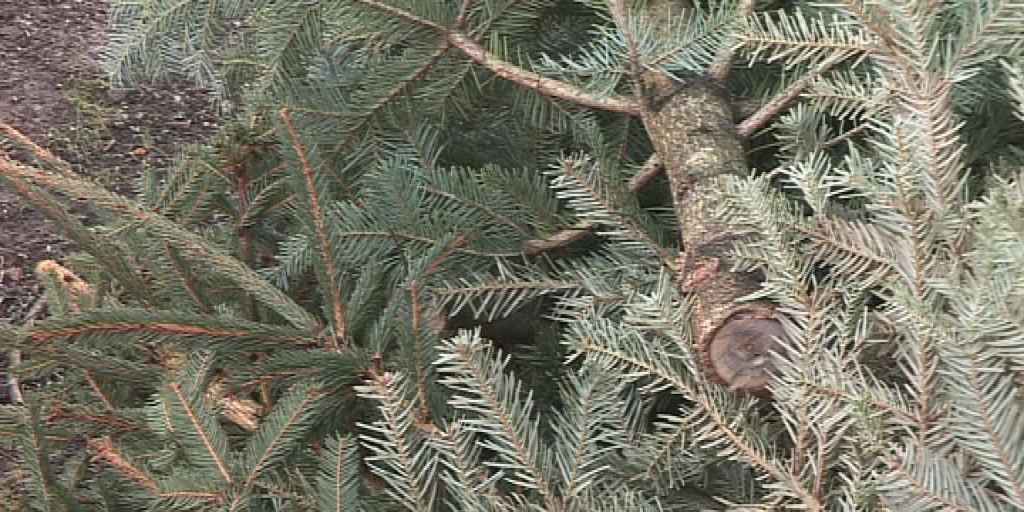 Weihnachtsbaumentsorgung im Saale-Holzland-Kreis im Januar
