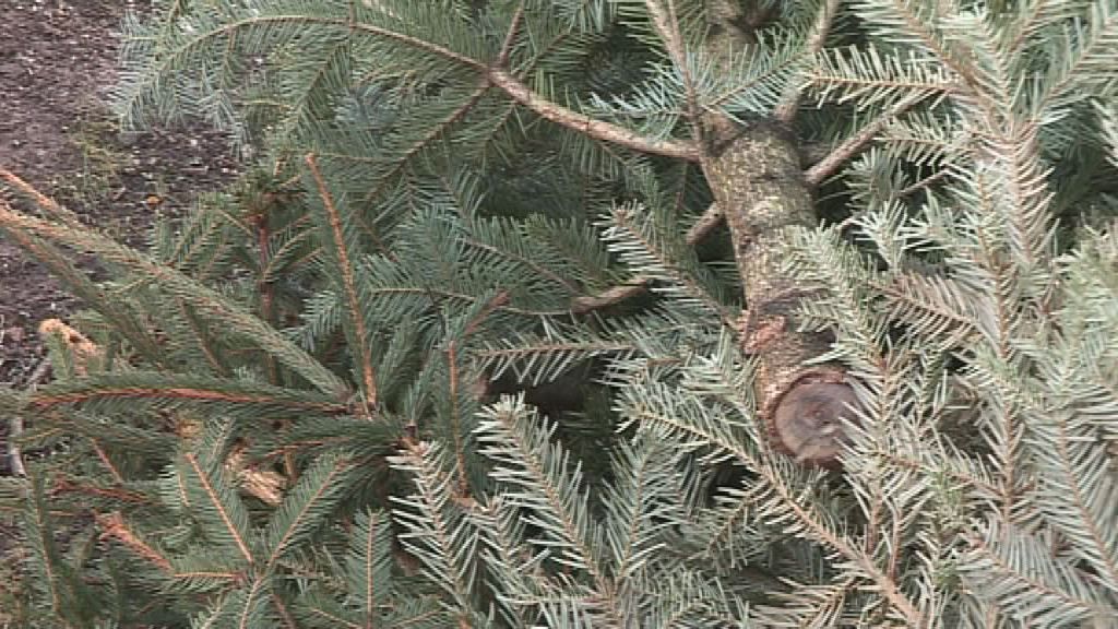 Weihnachtsbaumentsorgung im Saale-Holzland-Kreis im Januar