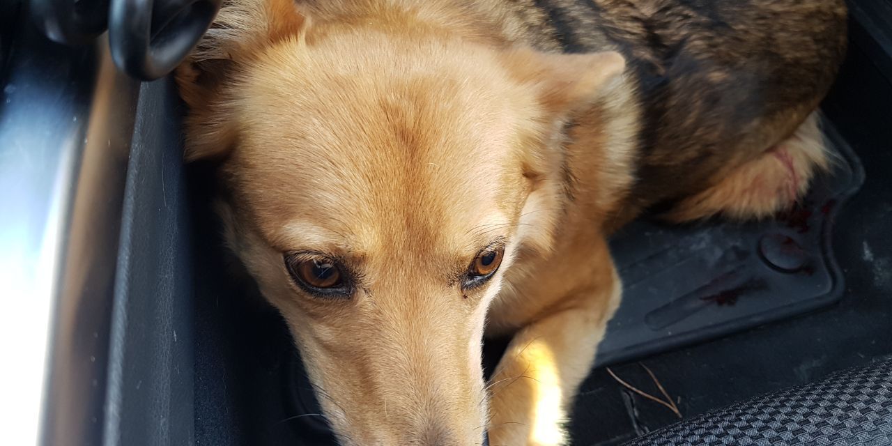 Polizei rettet verletzte Hündin auf Autobahn